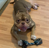 Sampson