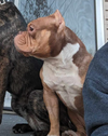 Sampson
