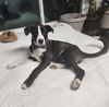 Rolo