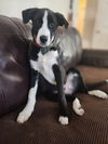 Rolo