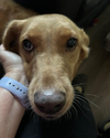 Penny
