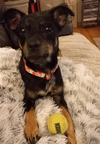 Rambo