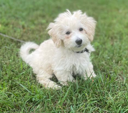 Casper