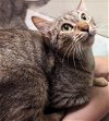 adoptable Cat in minneapolis, MN named Sky