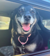 Maggie