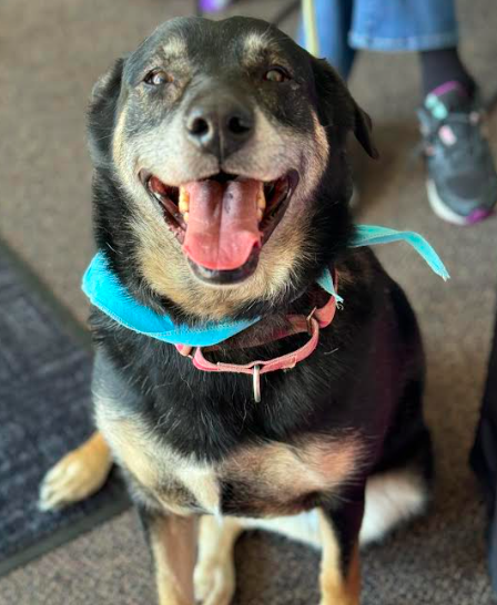 adoptable Dog in Minneapolis, MN named Maggie