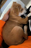 Frida