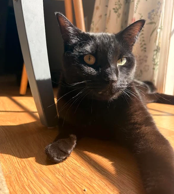 Onyx