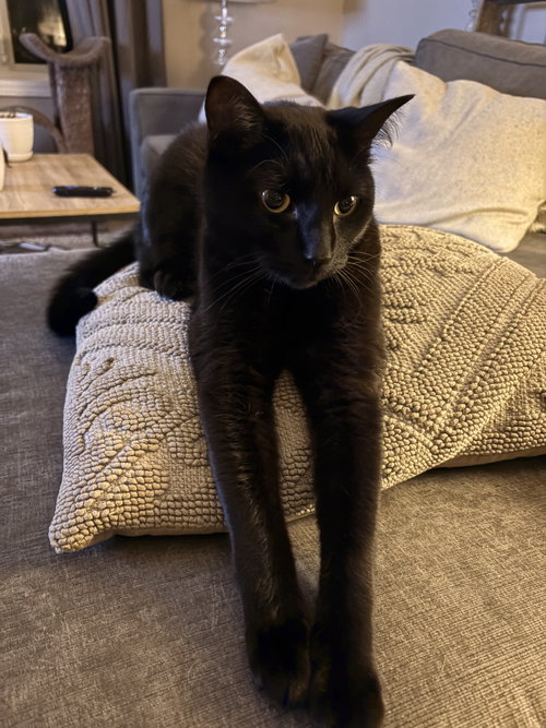 Photo 4 of Onyx
