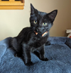 Onyx