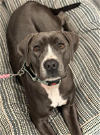 adoptable Dog in , MN named Lucy