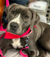 adoptable Dog in Minneapolis, MN named Lucy