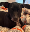 Emmie