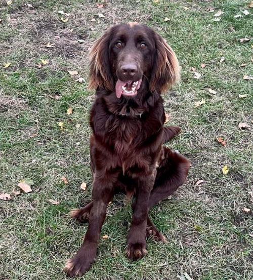 Beau