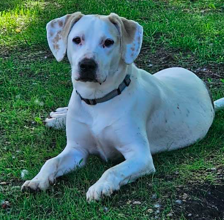 adoptable Dog in Minneapolis, MN named Puddy