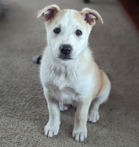 Hazel