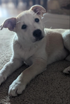 Hazel
