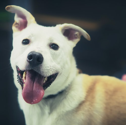 Byron, an adoptable Labrador Retriever in Brooklyn Center, MN