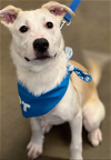 adoptable Dog in minneapolis, MN named Byron