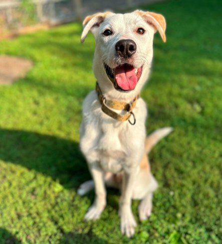 adoptable Dog in Minneapolis, MN named Byron