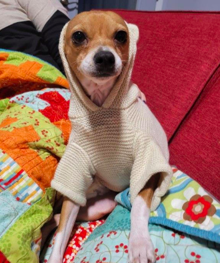 Belle Bean