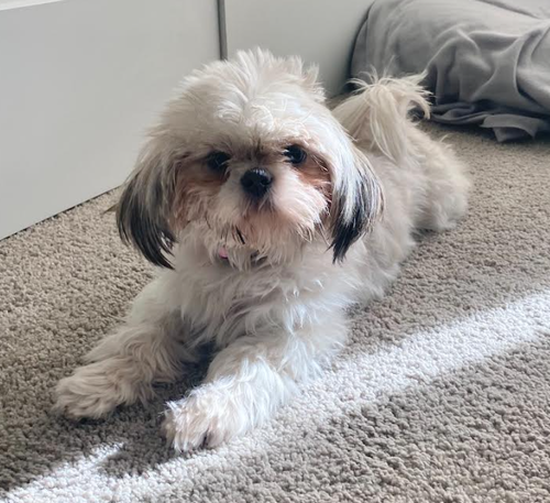 Penny