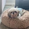 Penny