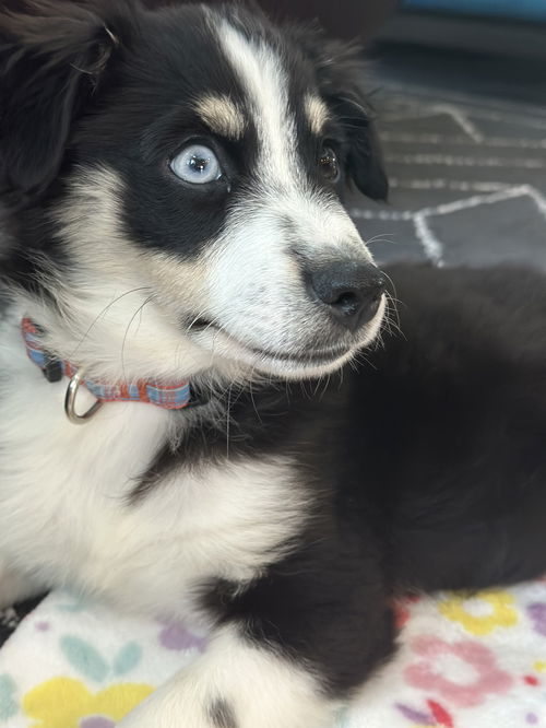 Maple