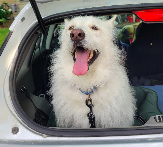 adoptable Dog in Minneapolis, MN named Polar