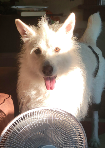 Polar
