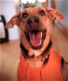 adoptable Dog in , MN named Mateo