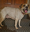 Rosie Lou