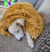 Lentil