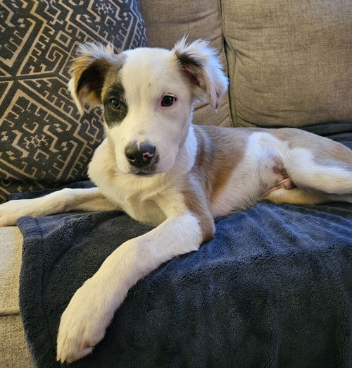 Lentil