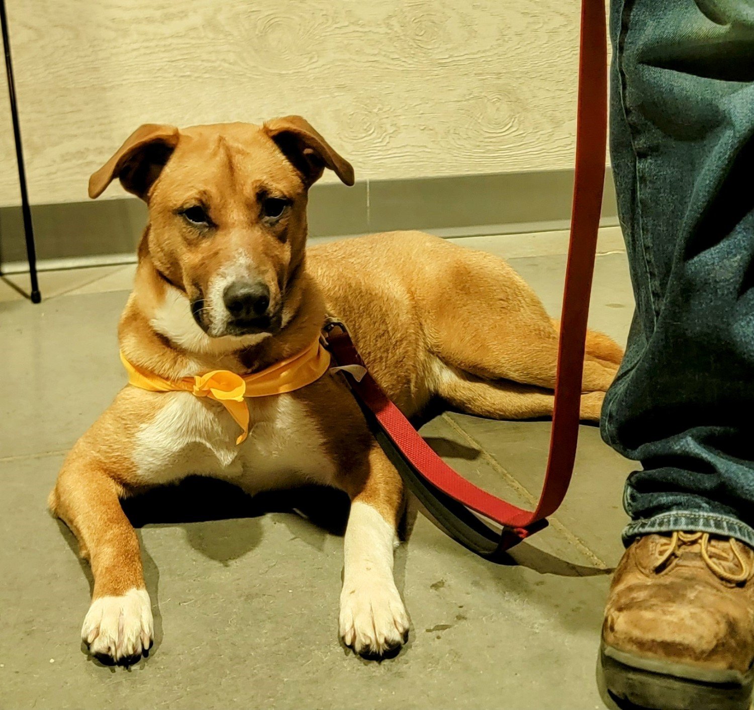 adoptable Dog in Minneapolis, MN named Macy Anne