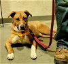 adoptable Dog in , MN named Macy Anne