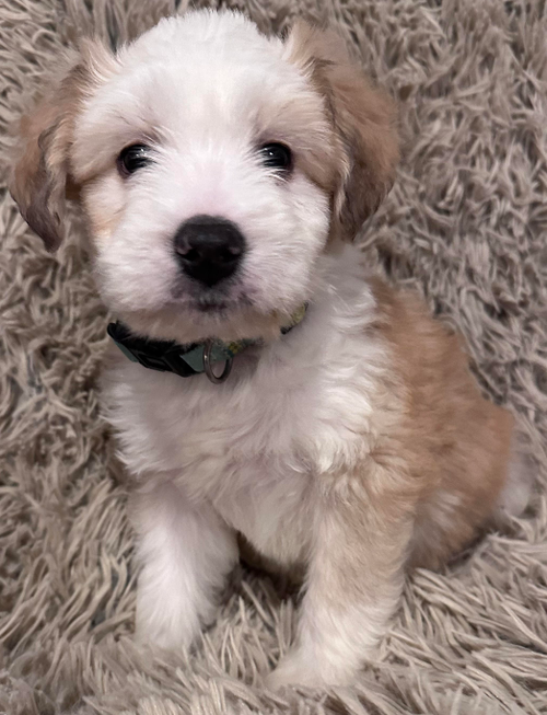 Marco