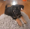 Bellatrix