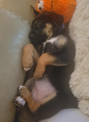 Bellatrix