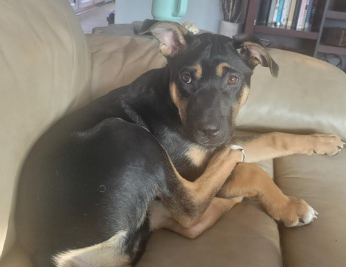 Bellatrix
