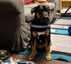 Bellatrix