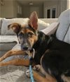 adoptable Dog in minneapolis, MN named Romeo