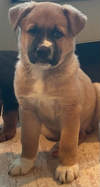 Travis