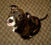 Reeses Buttercup