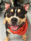 adoptable Dog in  named Boss