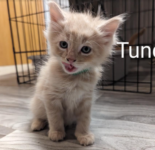 Tundra