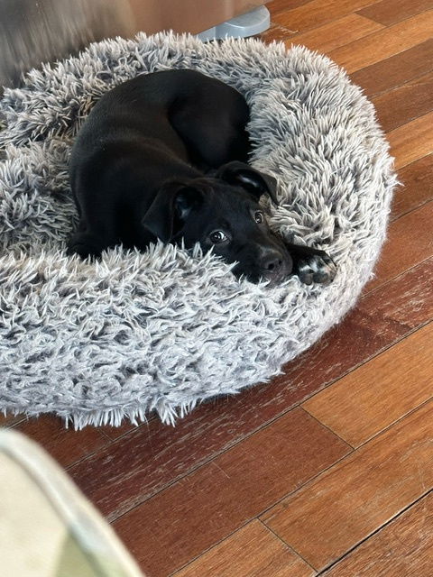 Lou