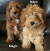 Magic