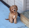 Ozzie