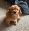 Ozzie